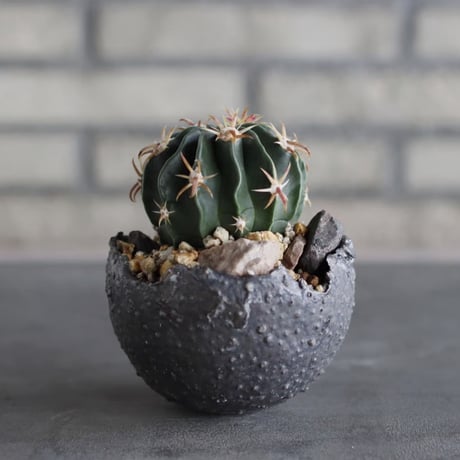 Ferocactus latispinus (日出丸) × takero pot (3.5号)  no.920/39