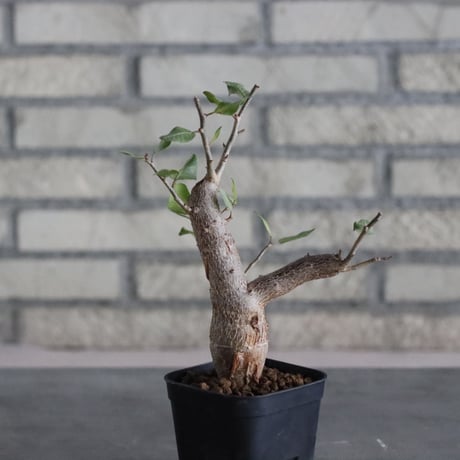 Bursera schlechtendali (2.5号)  no.830/51