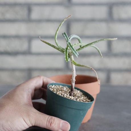 Aloe millotii (2.5号) ＋YAMABACHI  no.830/29