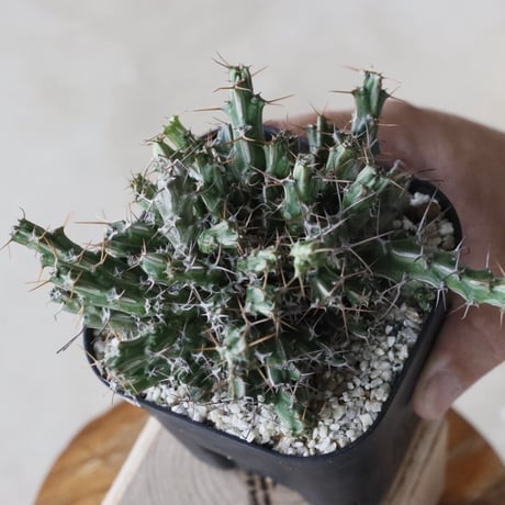 【tres】Euphorbia marsabitensis (3.5号)  no.816/33