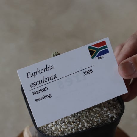【tres】Euphorbia esculenta (3.5号)  no.816/27