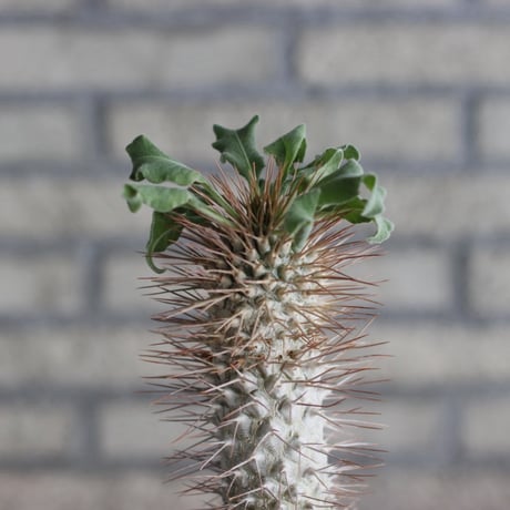 Pachypodium namaquanum (光堂) × N/OH (4号)  no.920/13
