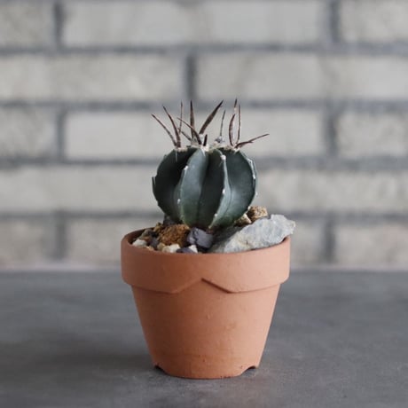 Astrophytum capricorne v. crassispinum (黒刺水牛大鳳玉) × YAMABACHI (3号)  no.906/39