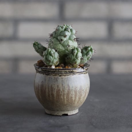 【芽の巣山】Ortegocactus macdougallii × 安西岳郎 / 中川智治 (2.5号)  no.823/41