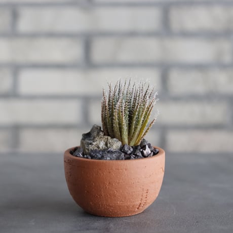 N/OH-TERRACOTTA MIX × Aloe haworthioides (3号)  no.730/2