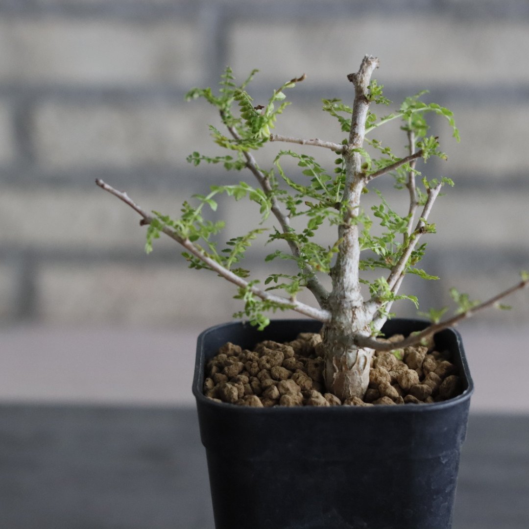 Boswellia neglecta (3号鉢) no.705/104 | 芽の巣山