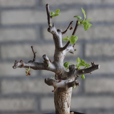 Bursera hindsiana (3号鉢)  no.705/94