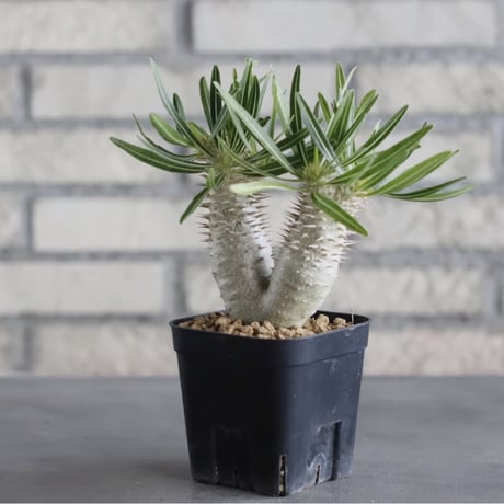 Pachypodium Inopinatum (3号鉢)  no.705/122