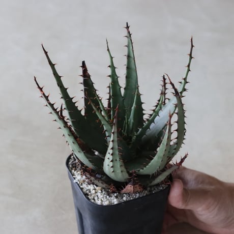 【tres】Aloe broomii var. broomii (3.5号)  no.816/2