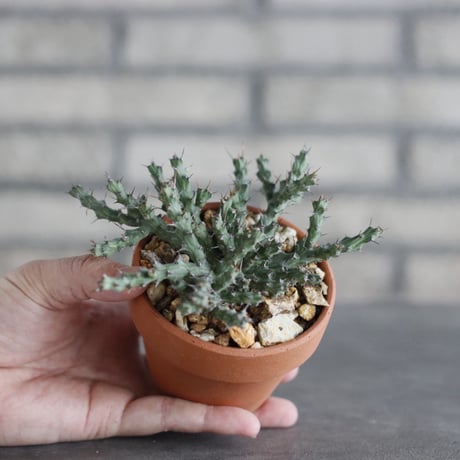 Euphorbia actinoclada × YAMABACHI (3号)  no.927/71