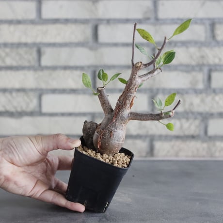 Bursera schlectendalii (3号鉢)  no.705/97