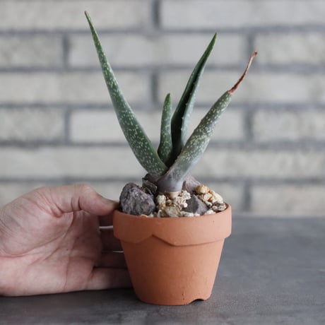 Aloe schoelleri × YAMABACHI(3号)  no.906/43