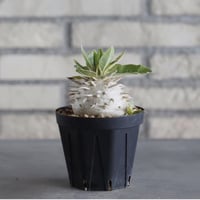 Pachypodium eburneum (3号鉢)  no.705/129