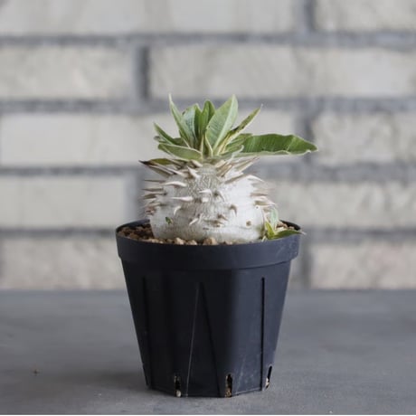 Pachypodium eburneum (3号鉢)  no.705/129