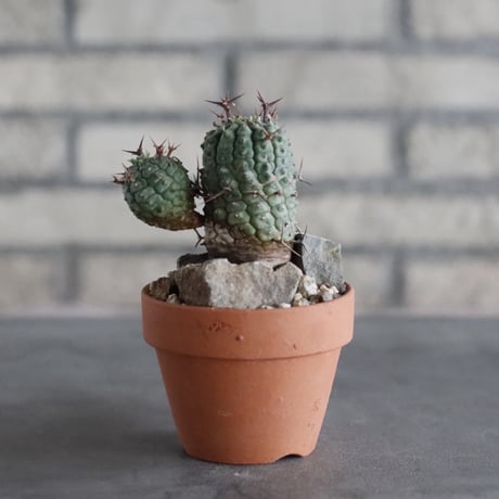 Euphorbia stellispina (群星冠) × YAMABACHI (3号)  no.906/45