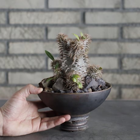 Pachypodium 恵比寿大黒×makayense × takero pot (5.5号)   no.719/42
