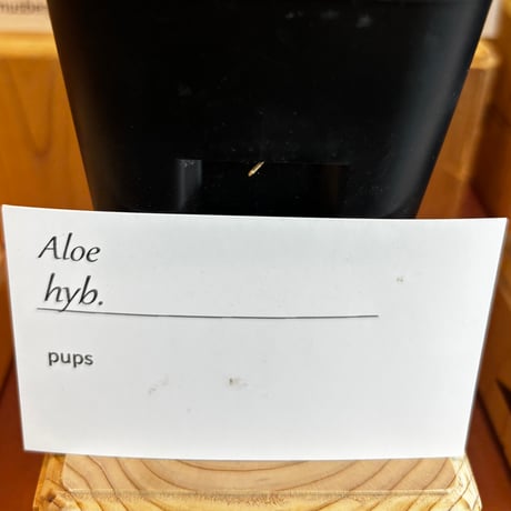 【tres】Aloe hyb (3号)  no.816/39