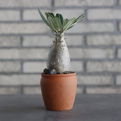 N/OH-TERRACOTTA MIX × Pachypodium rosulatum ssp. cactipes (3号)  no.730/13