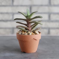 Gasteria rawlinsoni × YAMABACHI (3号)  no.913/87