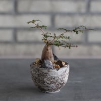 Operculicarya decaryi × takero pot (2.5号)  no.920/44