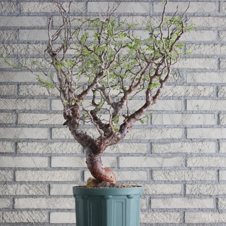 Commiphora monstrosa (6.5号鉢)  no.705/87