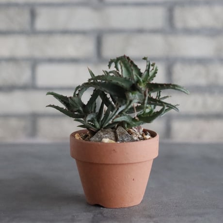 Aloe castilloniae × YAMABACHI(3号)  no.906/51