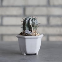 Euphorbia horrida × nos pot (2.5号)  no.1004/140