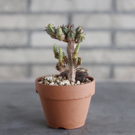 Euphorbia submammillaris × YAMABACHI (3号)  no.913/89