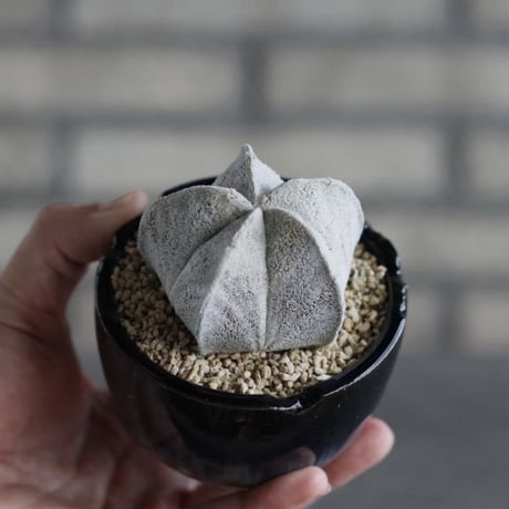 【TAKATAKA】Astrophytum myriostigma (白ランポー玉) × 安西岳郎 / 中川智治 (3号)  no.823/38