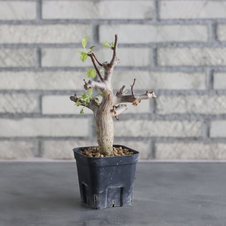 Bursera hindsiana (3号鉢)  no.705/94