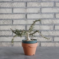 Euphorbia neobosseri (3号) ＋YAMABACHI  no.830/14