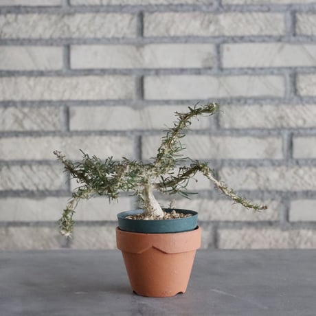 Euphorbia neobosseri (3号) ＋YAMABACHI  no.830/14