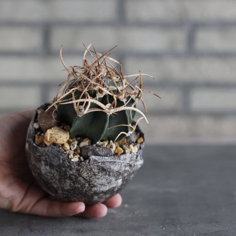 Astrophytum capricorne v. crassispinum (水牛大鳳玉) × takero pot (3.5号)  no.920/35