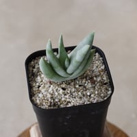 【tres】Aloe krapohliana (3号)  no.816/11