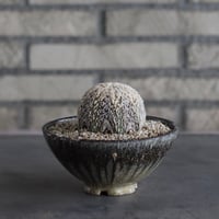 【TAKATAKA】Astrophytum asterias (花園兜) × 安西岳郎 / 中川智治 (4.5号)  no.823/8