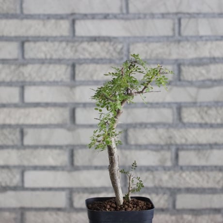 Bursera aptera (4号)  no.830/48