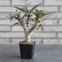 Pachypodium baronii (3号鉢)  no.705/106