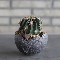 Ferocactus latispinus (日出丸) × takero pot (3.5号)  no.920/39