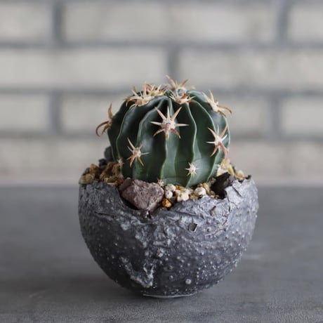 Ferocactus latispinus (日出丸) × takero pot (3.5号)  no.920/39