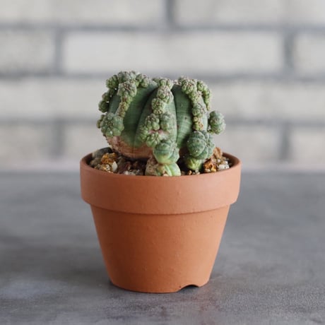 Euphorbia obesa × YAMABACHI (3号)  no.913/76