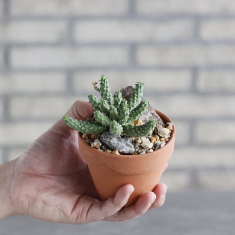 Euphorbia huttonae × YAMABACHI (3号) no.1004/130