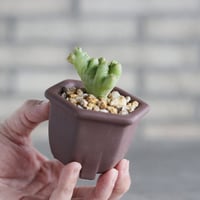Cereus variabilis v. serpentinus f. monst.(金獅子) × nos pot (2.5号)  no.1004/143