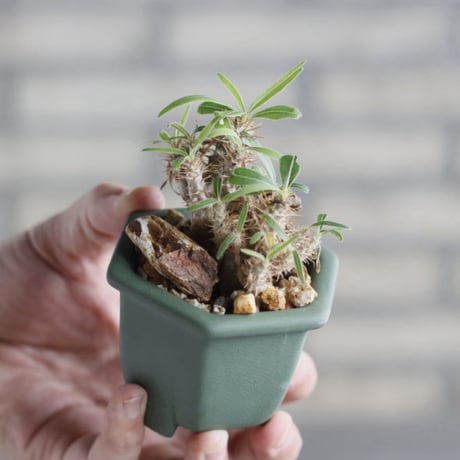 Pachypodium gracilius × nos pot (2.5号)   no.1004/135