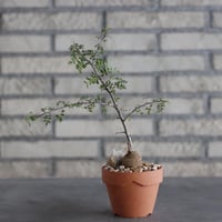 Bursera aptera × YAMABACHI (3号)  no.906/32