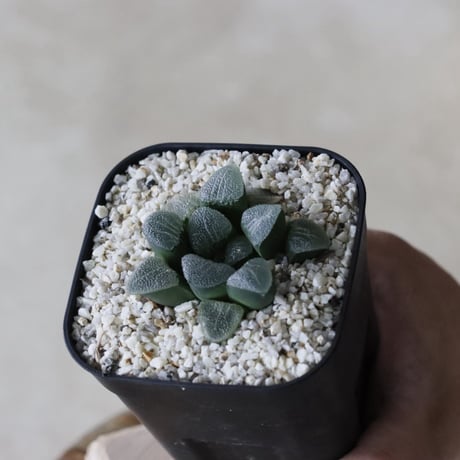 【tres】Haworthia bayeri jadea' (3号)  no.816/4