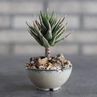 【芽の巣山】Haworthia (鼓笛錦) × 安西岳郎 / 中川智治 (2.5号)  no.823/43