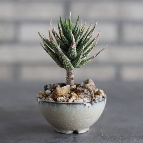 【芽の巣山】Haworthia (鼓笛錦) × 安西岳郎 / 中川智治 (2.5号)  no.823/43