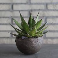 Agave horrida × takero pot (5号)  no.920/31