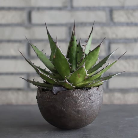 Agave horrida × takero pot (5号)  no.920/31