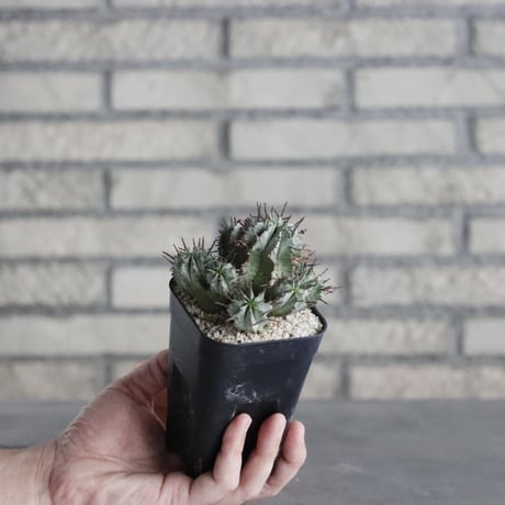 Euphorbia horrida (2.5号) ＋YAMABACHI  no.830/19